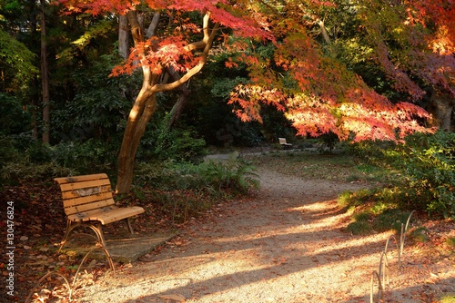 秋色に染まる道 もみじの紅葉と落ち葉と日差しが美しい Wall Mural Masyok