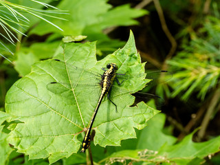 Pronghorm Clubtail (Comphus graslinellus) dragonfly on leaf in summer
