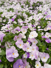 パンジーの花壇