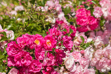 closeup of pink climbing rose bush in bloom