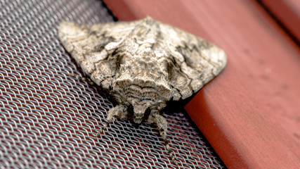 Moth on screened porch