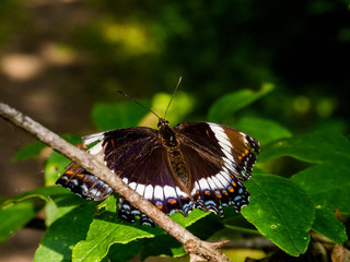 White Admiral (Limenitis arthemis arthemis) butterfly on leaf in sunny woods