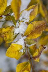 Snow covered yellow leaves.