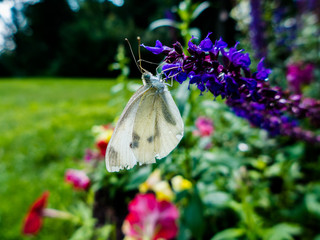 Cabbage White (Pieris rapae) butterfly drinking nectar from lavender flower