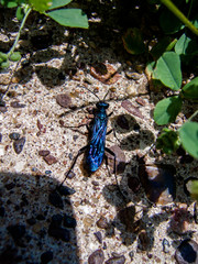 Blue Mud Dauber (Chalybion californicum) wasp resting on ground