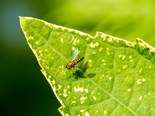 Colorful fly on plant leaf