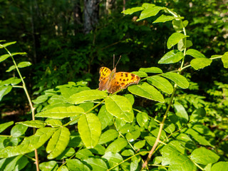 Eastern Comma (Polygonia comma) sunning its wings in summer