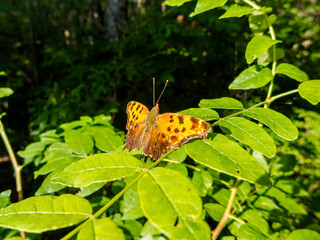 Eastern Comma (Polygonia comma) sunning its wings in summer