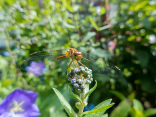 Ruby Meadowhawk (Sympetrum Rubicundulum) dragonfly on twig in summer