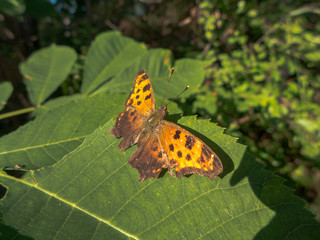 Eastern Comma (Polygonia comma) butterfly warming wings on leaf