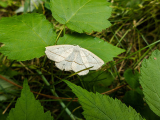 Moth on leaf blade