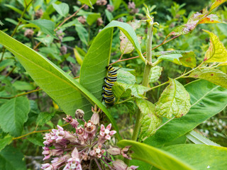 Monarch (Danaus plexippus) caterpillar eating milkweed leaf
