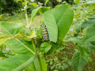 Monarch (Danaus plexippus) caterpillar eating milkweed leaf