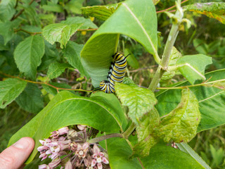 Monarch (Danaus plexippus) caterpillar eating milkweed leaf