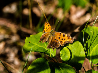Eastern Comma (Polygonia comma) on leaf during golden hour