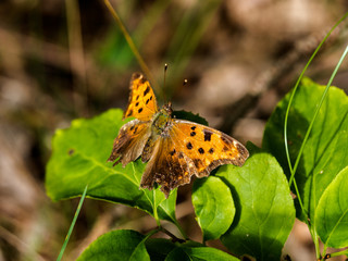 Eastern Comma (Polygonia comma) on leaf during golden hour