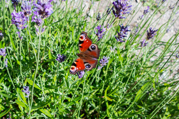 European Peacock (Inachis io) feeding on lavender nectar in Sweden