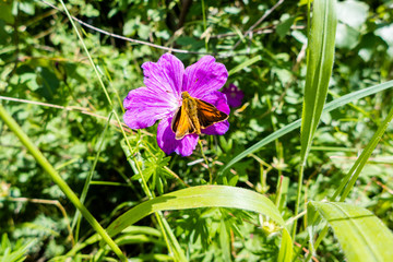 Skipper butterfly on pretty flower in Sweden