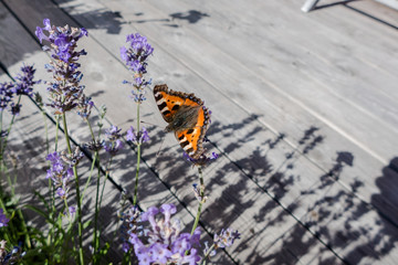 Small tortoiseshell (Aglais urticae) on flowers in Sweden