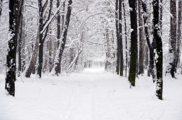  winter forest