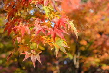 Autumn red and green maple leaves background
