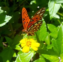 Gulf Fritillary Butterfly
