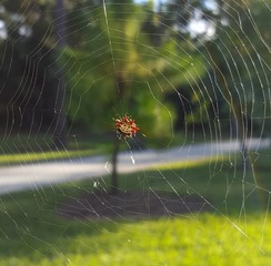 Orb Weaver Web