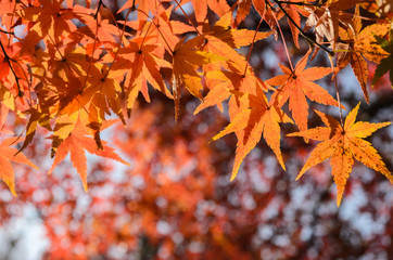 Autumn red maple leaves background