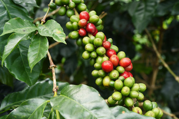 Coffee beans ripening on a tree.