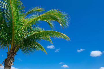 Fototapeta premium Palm tree on the sky