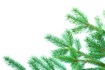 fir tree branches