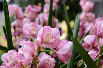 Fototapeta premium Group of pink flowers in a garden