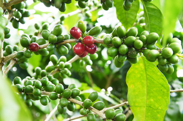 Coffee beans ripening on a tree.
