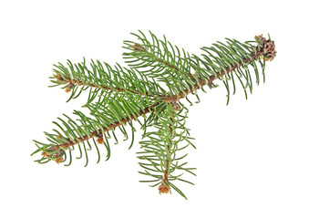 Fir tree branch isolated on a white background