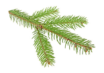 Fir tree branch isolated on a white background