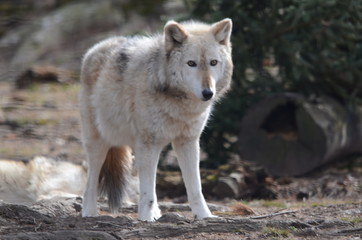 Fototapeta premium Wolf