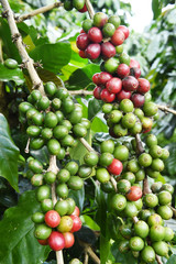 Coffee beans ripening on a tree.