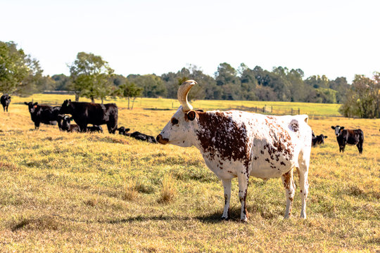 Longhorn standing with Angus cattle