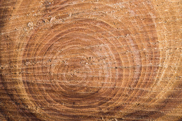Naklejka premium cross section of the tree