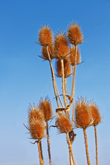 Dry thistle against blue sky