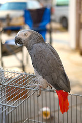 psittacus