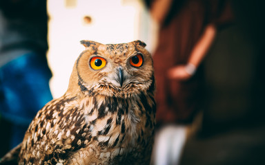 Owl