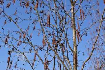 beautiful spring landscape: Alder branch with ear rings on a background of blue sky, nature
