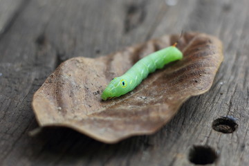 green caterpillar on leaf