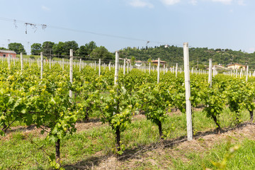 Fototapeta na wymiar Vineyards in the Valpolicella region in Italy