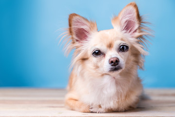 cute brown Chihuahua dog sitting on wooden floor.