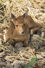 Image of a deer relax on nature background. wild animals.