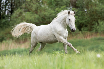 Naklejka na ściany i meble Beautiful white running horse.
