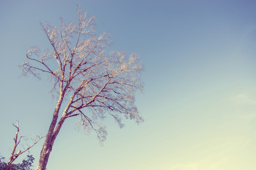 Old dead tree, Vintage photography effect...