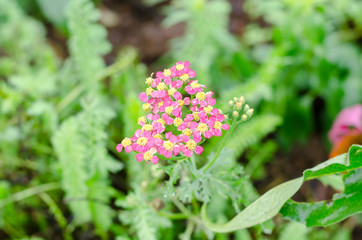 small pink flowers blossom on green leaves
